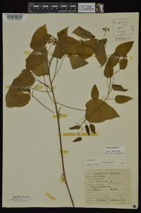 Smilax herbacea image