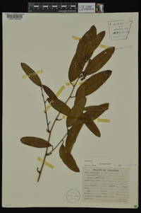 Smilax laurifolia image