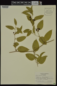 Smilax smallii image