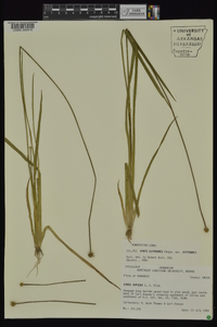 Xyris difformis var. difformis image