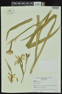 Iris fulva image