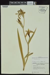 Iris fulva image