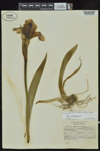 Iris germanica image