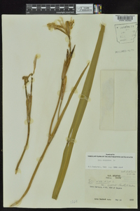 Iris virginica image