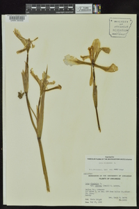 Iris virginica image