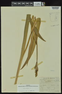 Iris virginica image