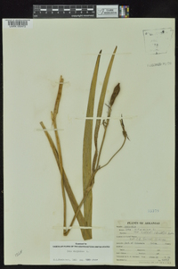 Iris virginica image