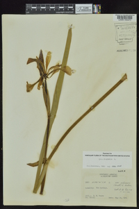 Iris virginica image