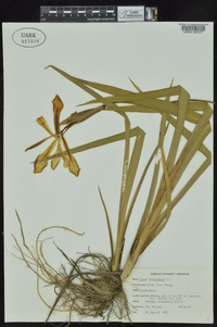 Iris virginica image