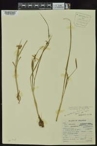 Nemastylis geminiflora image