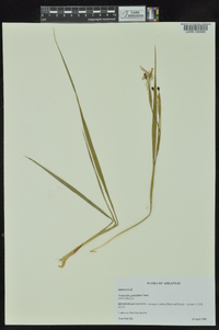 Nemastylis geminiflora image