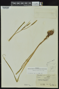 Nemastylis geminiflora image