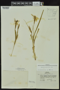 Nemastylis geminiflora image