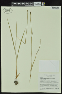 Nemastylis nuttallii image