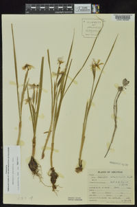 Nemastylis geminiflora image