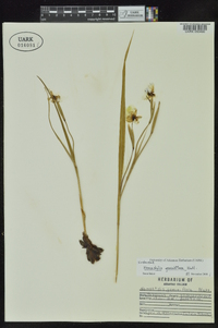 Nemastylis geminiflora image