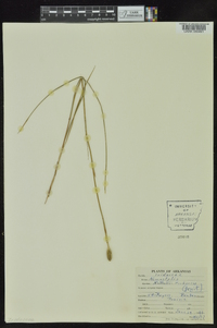 Nemastylis nuttallii image