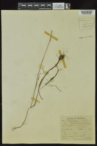 Nemastylis nuttallii image