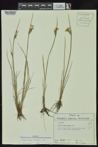 Sisyrinchium albidum image