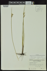 Sisyrinchium albidum image