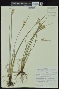 Sisyrinchium albidum image