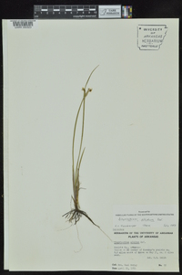 Sisyrinchium albidum image