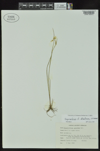 Sisyrinchium atlanticum image