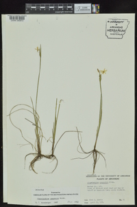 Sisyrinchium campestre image