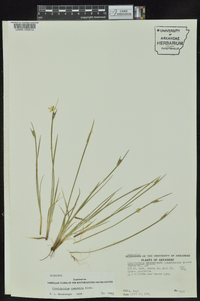 Sisyrinchium campestre image