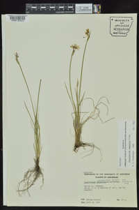 Sisyrinchium campestre image