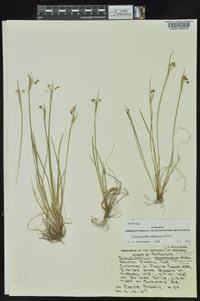 Sisyrinchium campestre image