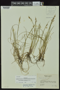 Sisyrinchium campestre image