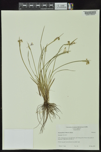 Sisyrinchium campestre image