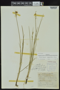 Sisyrinchium campestre image