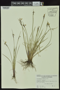 Sisyrinchium campestre image