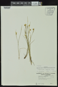 Sisyrinchium campestre image