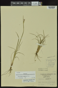 Sisyrinchium campestre image