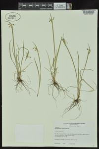 Sisyrinchium campestre image