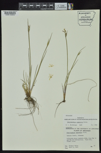 Sisyrinchium campestre image