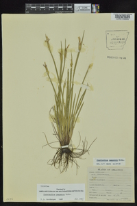 Sisyrinchium campestre image