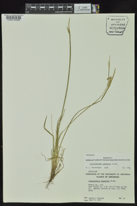 Sisyrinchium campestre image