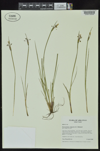 Sisyrinchium campestre image