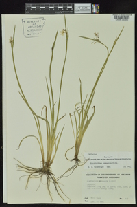 Sisyrinchium campestre image