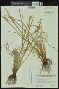 Sisyrinchium campestre image