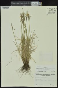 Sisyrinchium campestre image