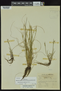 Sisyrinchium campestre image