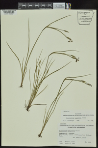 Sisyrinchium langloisii image