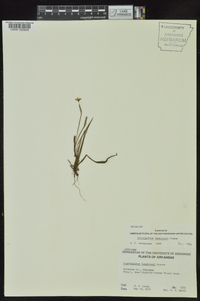 Sisyrinchium langloisii image