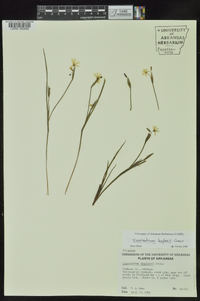 Sisyrinchium langloisii image