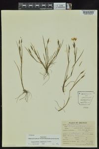 Sisyrinchium langloisii image